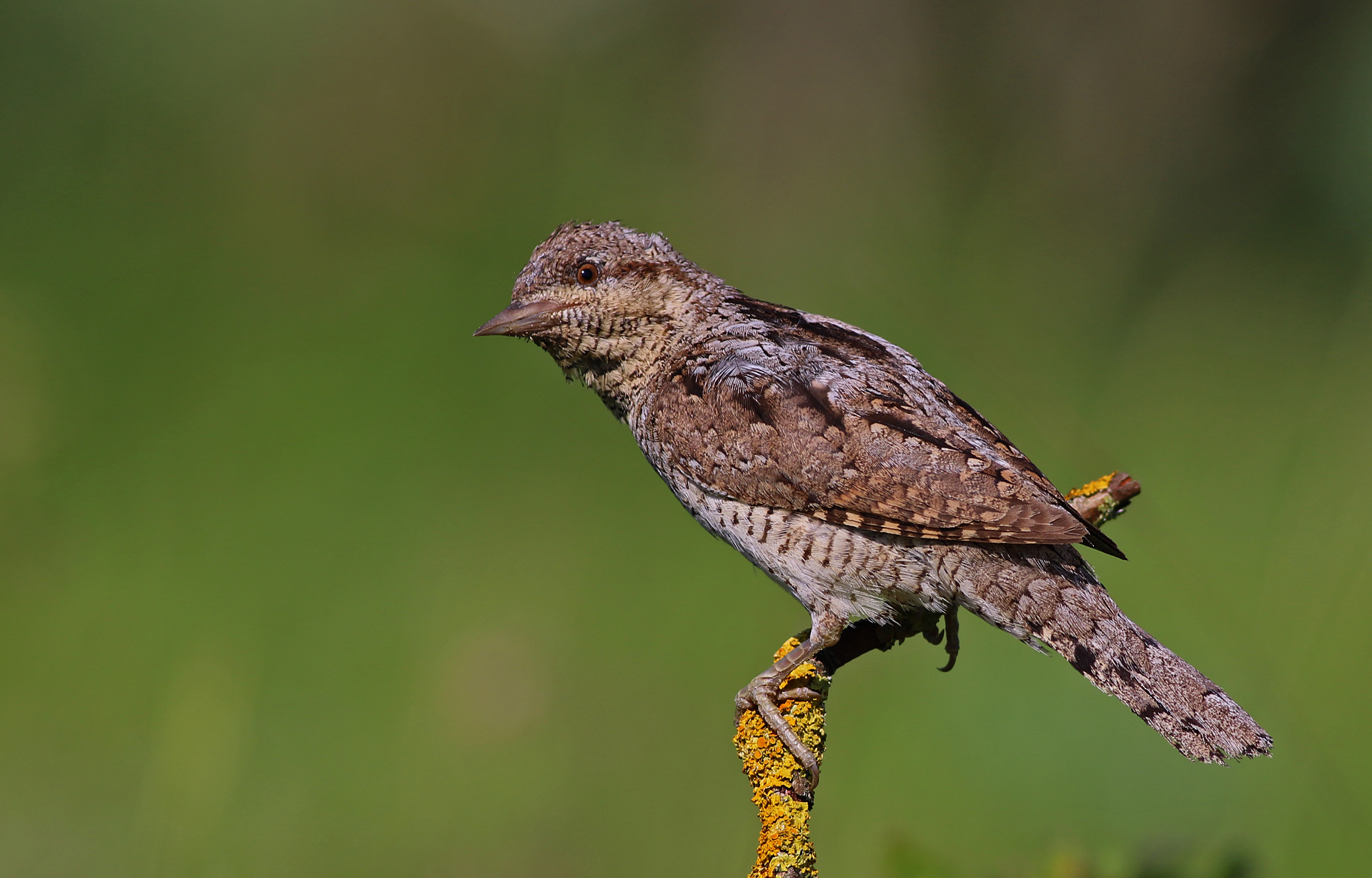 Eurasian Wryneck